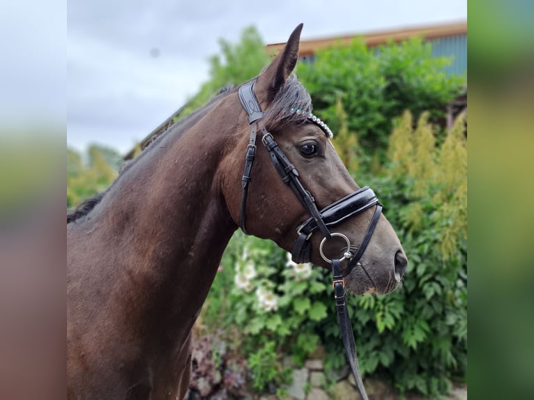 Deutsches Reitpony Wallach 3 Jahre 145 cm Rappe in Bresewitz