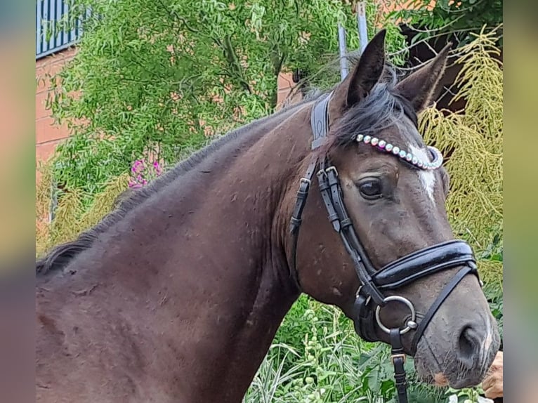 Deutsches Reitpony Wallach 3 Jahre 145 cm Rappe in Bresewitz