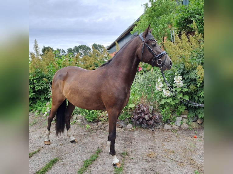 Deutsches Reitpony Wallach 3 Jahre 145 cm Rappe in Bresewitz