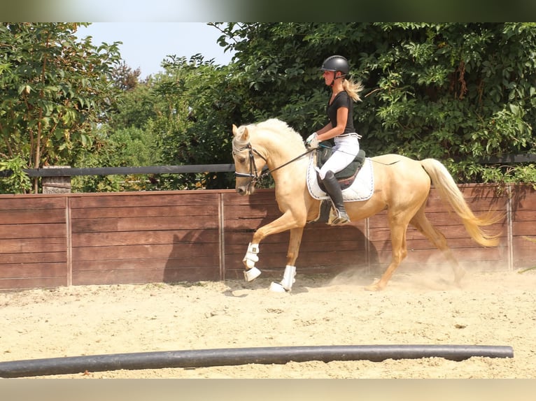 Deutsches Reitpony Wallach 3 Jahre 145 cm in Rees