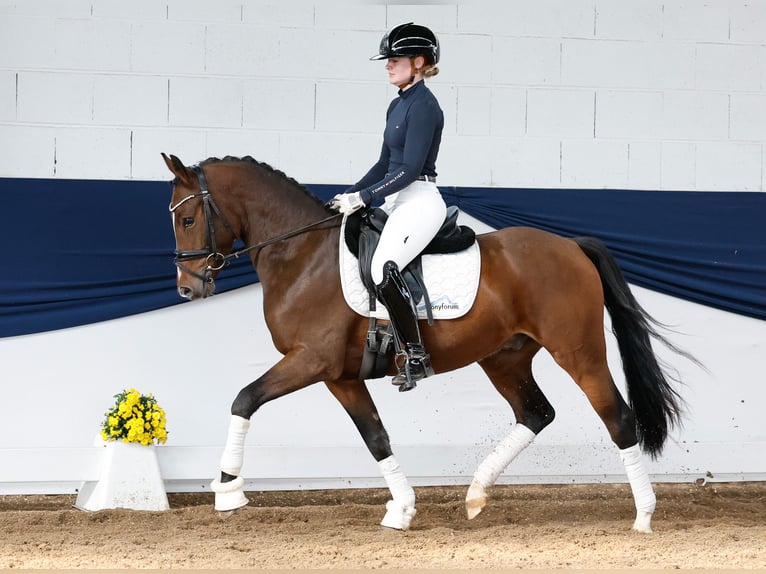 Deutsches Reitpony Wallach 3 Jahre 146 cm Brauner in Marsberg
