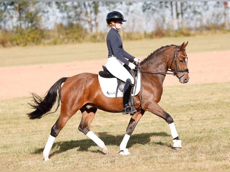 Deutsches Reitpony Wallach 3 Jahre 146 cm Brauner in Marsberg
