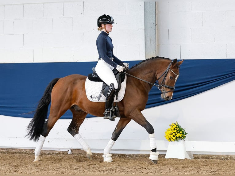 Deutsches Reitpony Wallach 3 Jahre 146 cm Brauner in Marsberg