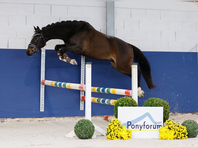 Deutsches Reitpony Wallach 3 Jahre 146 cm Brauner in Marsberg