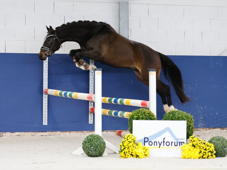 Deutsches Reitpony Wallach 3 Jahre 146 cm Brauner in Marsberg