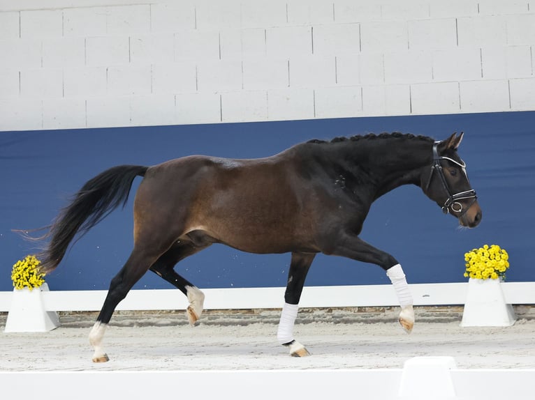 Deutsches Reitpony Wallach 3 Jahre 146 cm Brauner in Marsberg