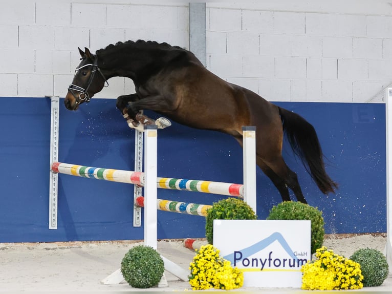 Deutsches Reitpony Wallach 3 Jahre 146 cm Brauner in Marsberg