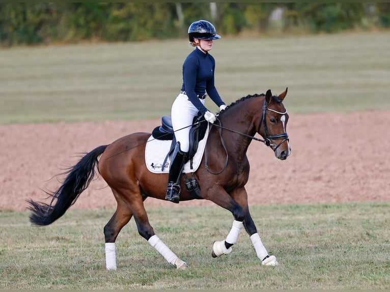 Deutsches Reitpony Wallach 3 Jahre 146 cm Brauner in Marsberg