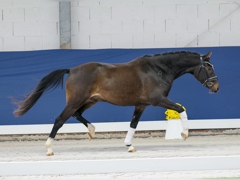 Deutsches Reitpony Wallach 3 Jahre 146 cm Brauner in Marsberg
