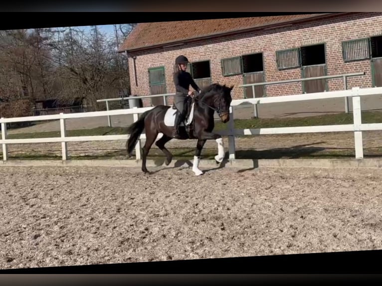 Deutsches Reitpony Wallach 3 Jahre 146 cm Brauner in Kilchberg ZH