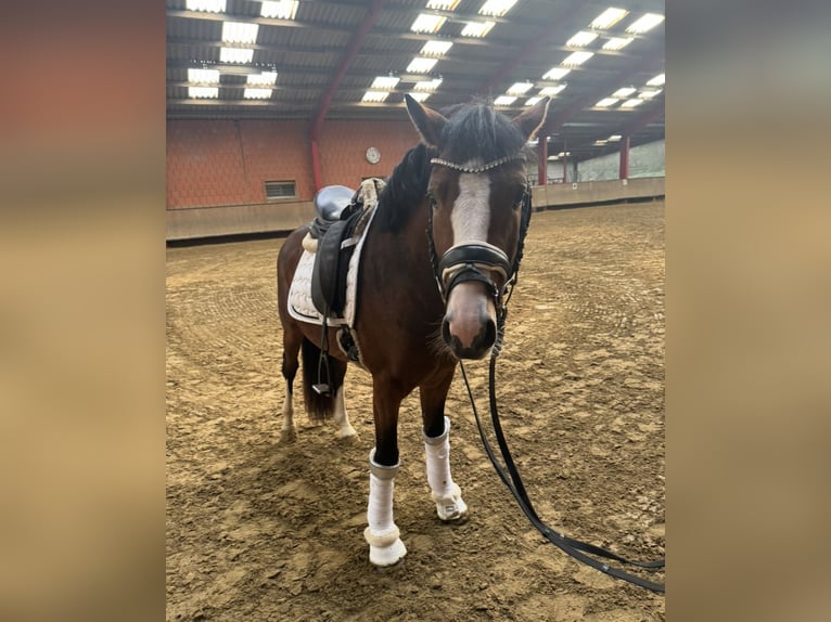 Deutsches Reitpony Wallach 3 Jahre 146 cm Brauner in L&#xFC;nen