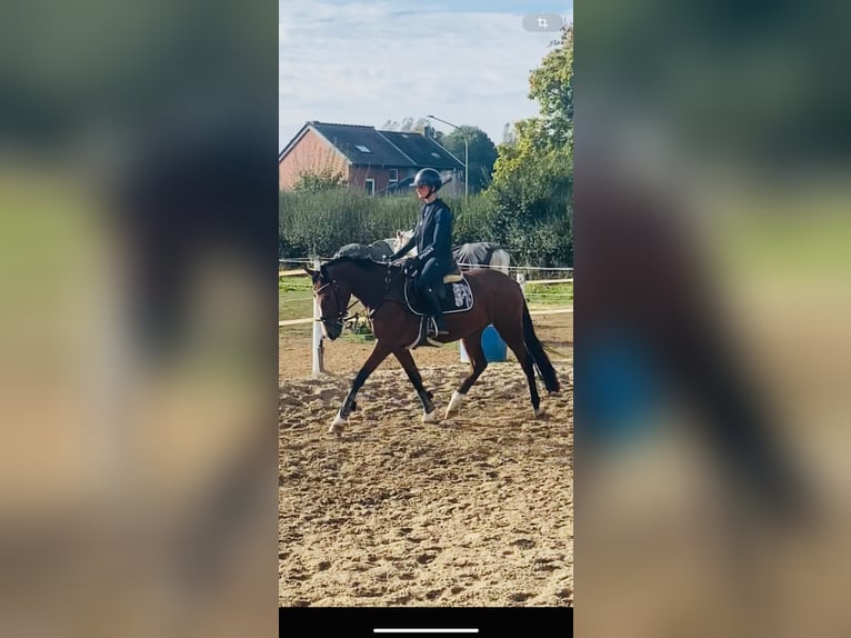 Deutsches Reitpony Wallach 3 Jahre 146 cm Brauner in Grevenbroich