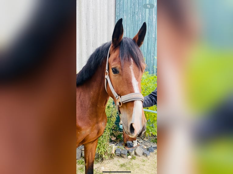 Deutsches Reitpony Wallach 3 Jahre 146 cm Brauner in Grevenbroich