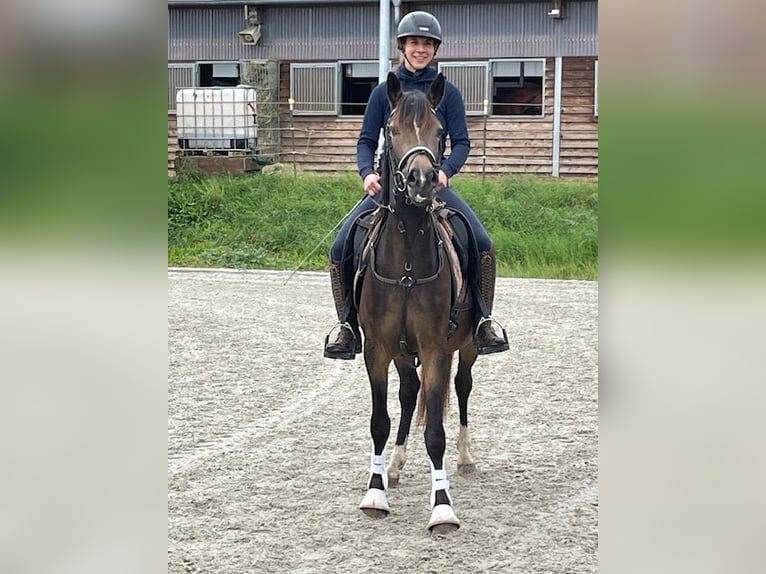 Deutsches Reitpony Wallach 3 Jahre 146 cm Buckskin in Drackenstein