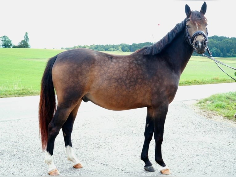 Deutsches Reitpony Wallach 3 Jahre 146 cm Buckskin in Drackenstein