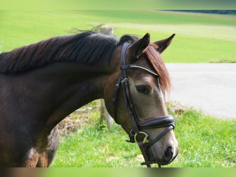 Deutsches Reitpony Wallach 3 Jahre 146 cm Buckskin in Drackenstein