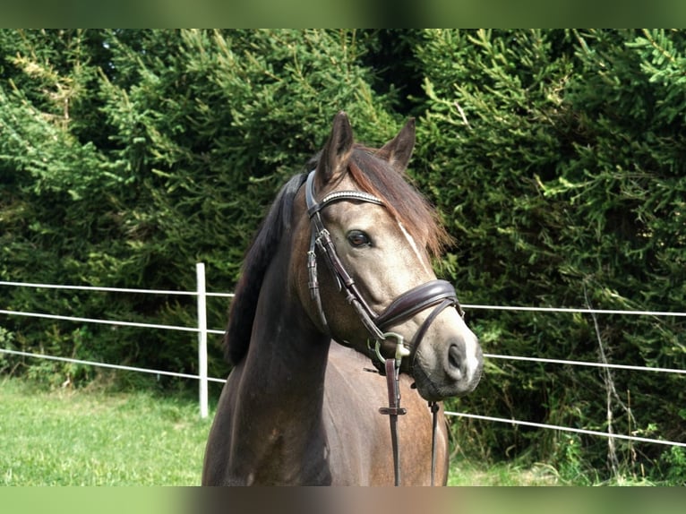 Deutsches Reitpony Wallach 3 Jahre 146 cm Buckskin in Drackenstein