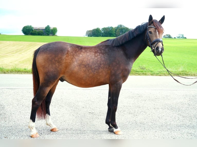 Deutsches Reitpony Wallach 3 Jahre 146 cm Buckskin in Drackenstein