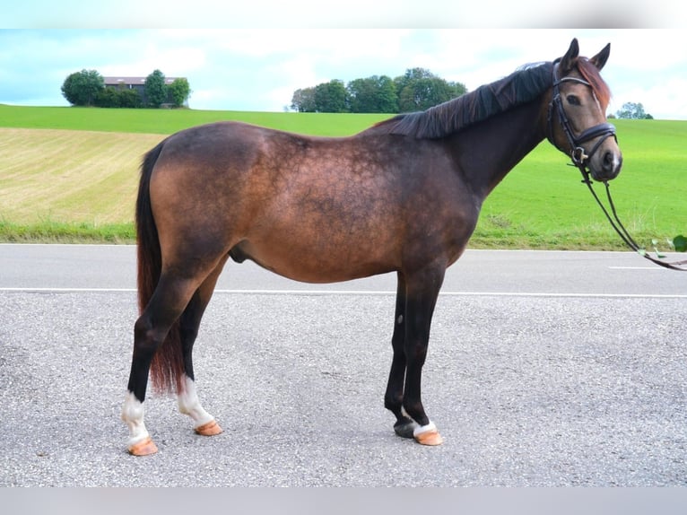 Deutsches Reitpony Wallach 3 Jahre 146 cm Buckskin in Drackenstein