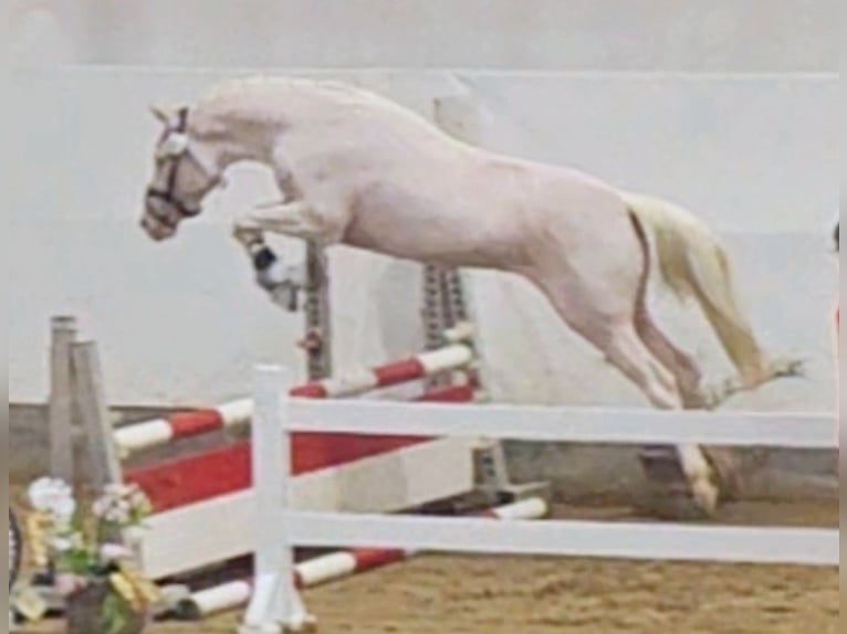 Deutsches Reitpony Wallach 3 Jahre 146 cm Cremello in Wolfsbach