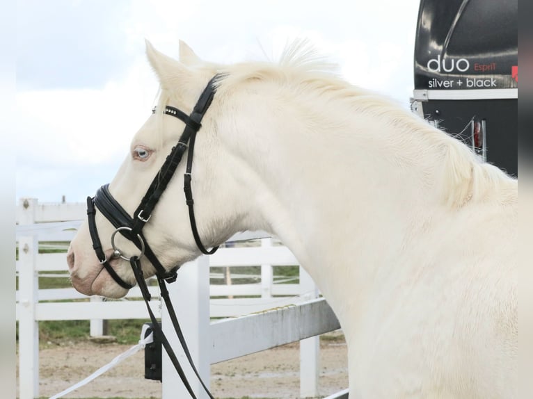 Deutsches Reitpony Wallach 3 Jahre 146 cm Cremello in Wolfsbach