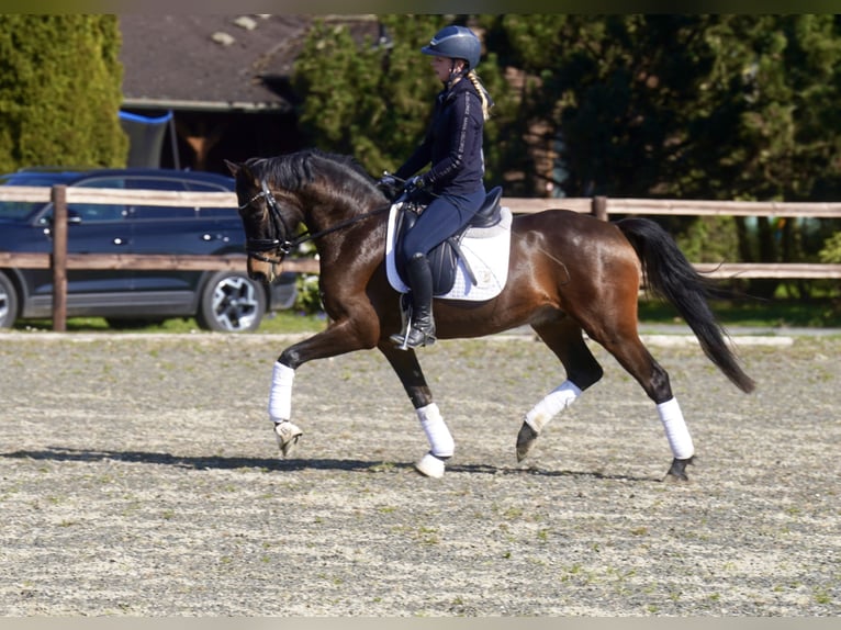 Deutsches Reitpony Wallach 3 Jahre 146 cm Dunkelbrauner in Paderborn