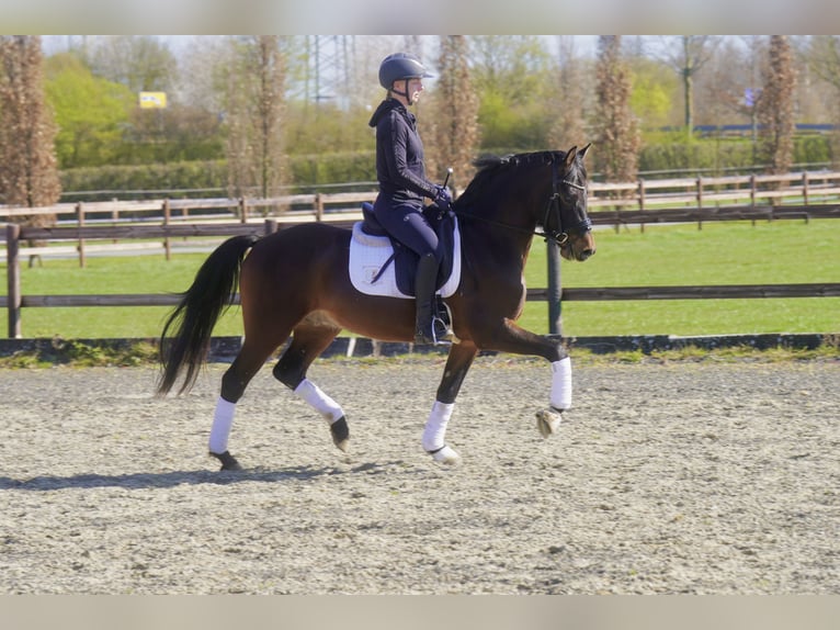 Deutsches Reitpony Wallach 3 Jahre 146 cm Dunkelbrauner in Paderborn