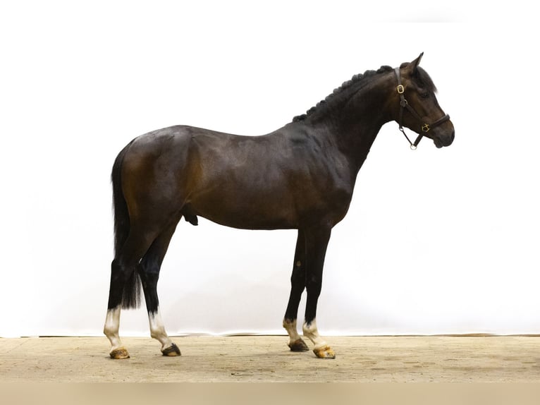 Deutsches Reitpony Wallach 3 Jahre 146 cm Dunkelbrauner in Waddinxveen