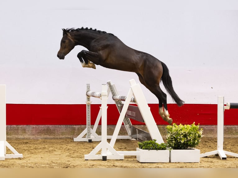 Deutsches Reitpony Wallach 3 Jahre 146 cm Dunkelbrauner in Waddinxveen