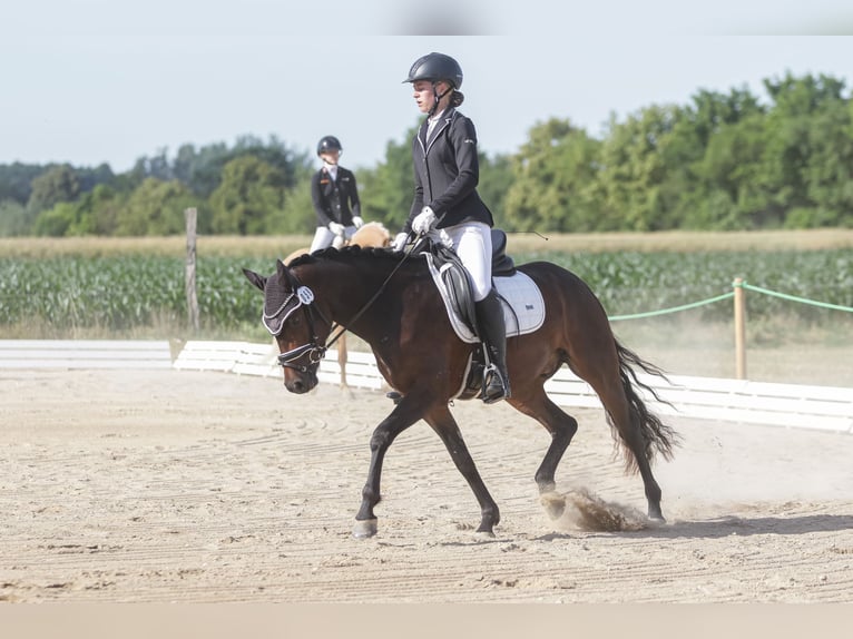 Deutsches Reitpony Wallach 3 Jahre 146 cm Dunkelbrauner in P&#xF6;lzig