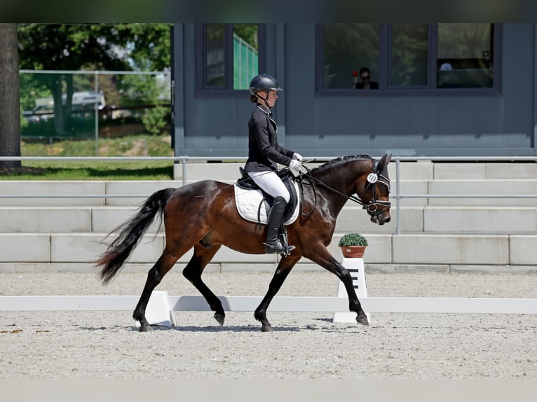 Deutsches Reitpony Wallach 3 Jahre 146 cm Dunkelbrauner in P&#xF6;lzig