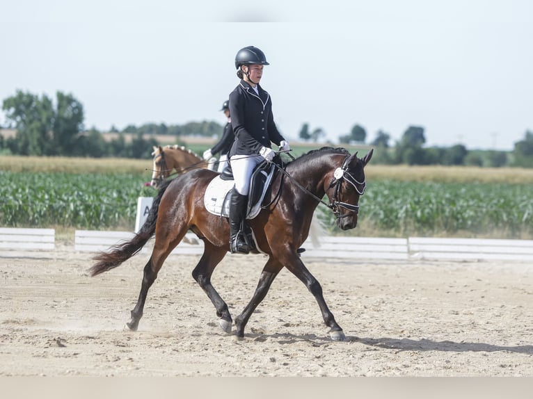 Deutsches Reitpony Wallach 3 Jahre 146 cm Dunkelbrauner in P&#xF6;lzig