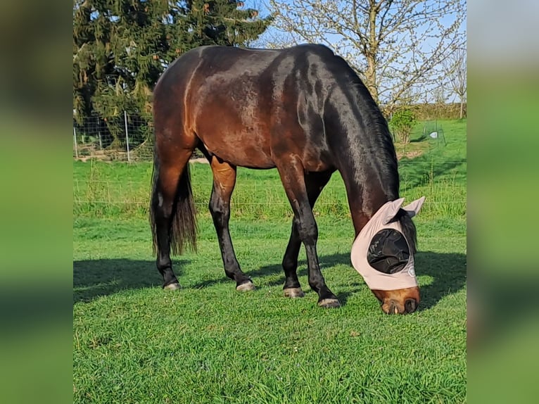 Deutsches Reitpony Wallach 3 Jahre 146 cm Dunkelbrauner in P&#xF6;lzig