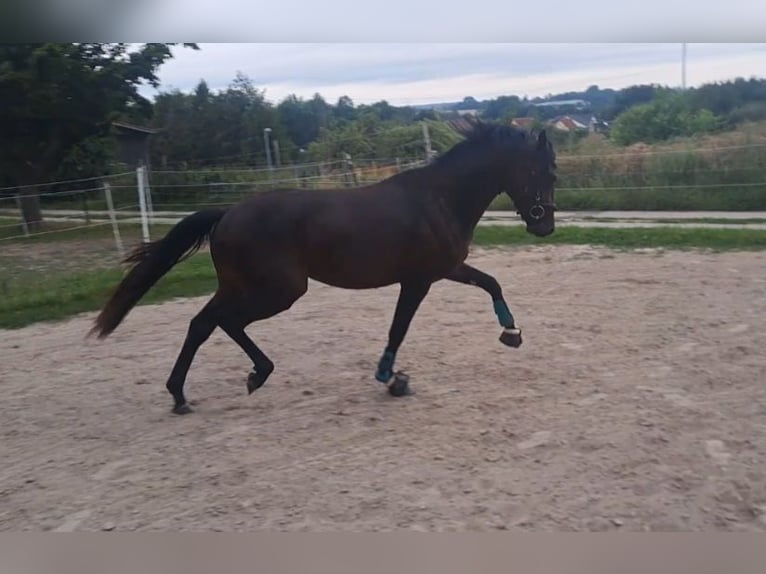 Deutsches Reitpony Wallach 3 Jahre 146 cm Dunkelbrauner in P&#xF6;lzig
