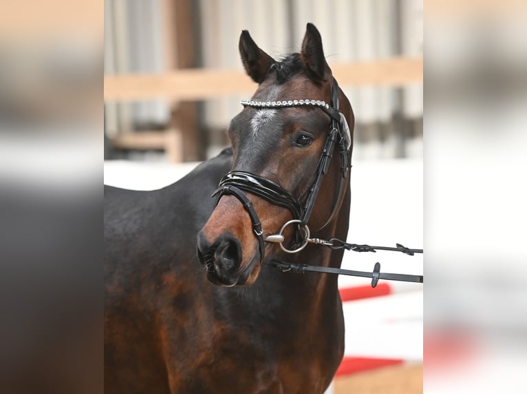 Deutsches Reitpony Wallach 3 Jahre 146 cm Dunkelbrauner in P&#xF6;lzig