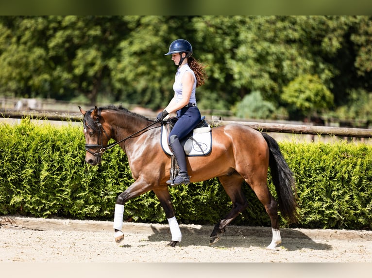 Deutsches Reitpony Wallach 3 Jahre 146 cm Dunkelbrauner in Marl