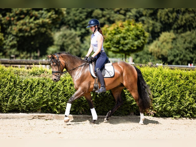 Deutsches Reitpony Wallach 3 Jahre 146 cm Dunkelbrauner in Marl