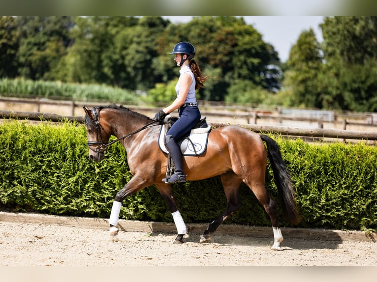 Deutsches Reitpony Wallach 3 Jahre 146 cm Dunkelbrauner in Marl