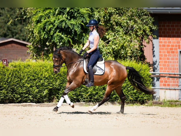 Deutsches Reitpony Wallach 3 Jahre 146 cm Dunkelbrauner in Marl