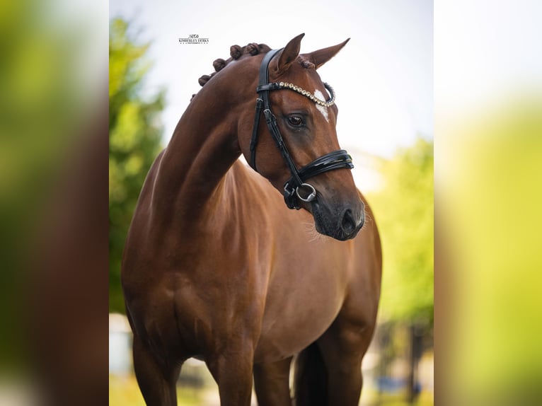 Deutsches Reitpony Wallach 3 Jahre 146 cm Dunkelfuchs in Heemskerk