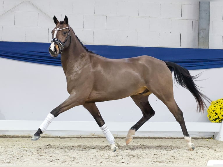 Deutsches Reitpony Wallach 3 Jahre 146 cm Falbe in Marsberg