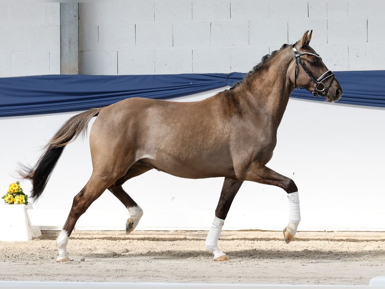 Deutsches Reitpony Wallach 3 Jahre 146 cm Falbe in Marsberg