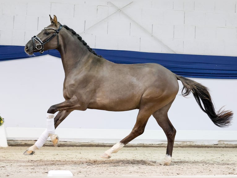 Deutsches Reitpony Wallach 3 Jahre 146 cm Falbe in Marsberg