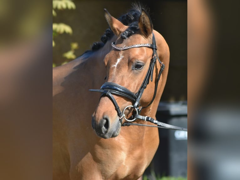 Deutsches Reitpony Wallach 3 Jahre 146 cm Falbe in Wardenburg