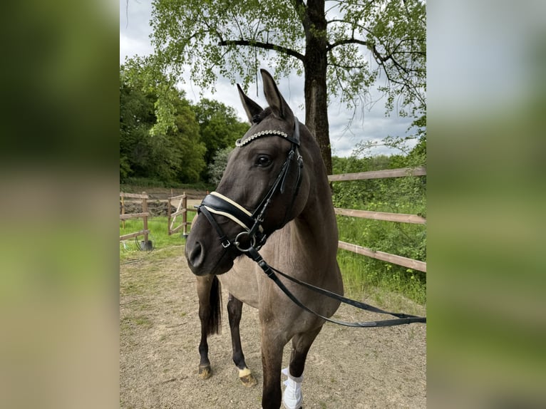Deutsches Reitpony Wallach 3 Jahre 146 cm Falbe in Lünen