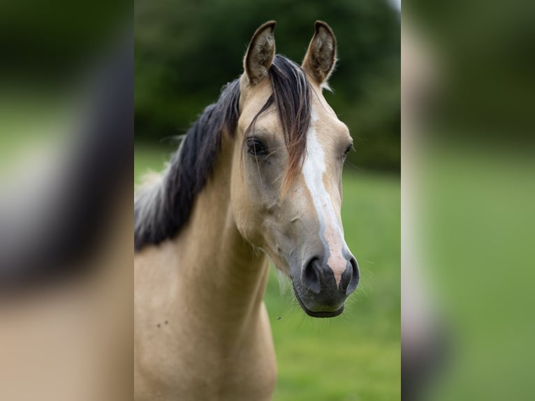 Deutsches Reitpony Wallach 3 Jahre 146 cm Falbe in Ostbevern