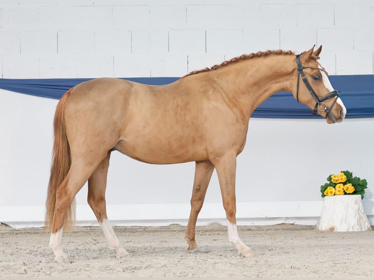 Deutsches Reitpony Wallach 3 Jahre 146 cm Fuchs in Marsberg
