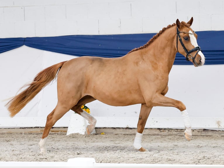 Deutsches Reitpony Wallach 3 Jahre 146 cm Fuchs in Marsberg