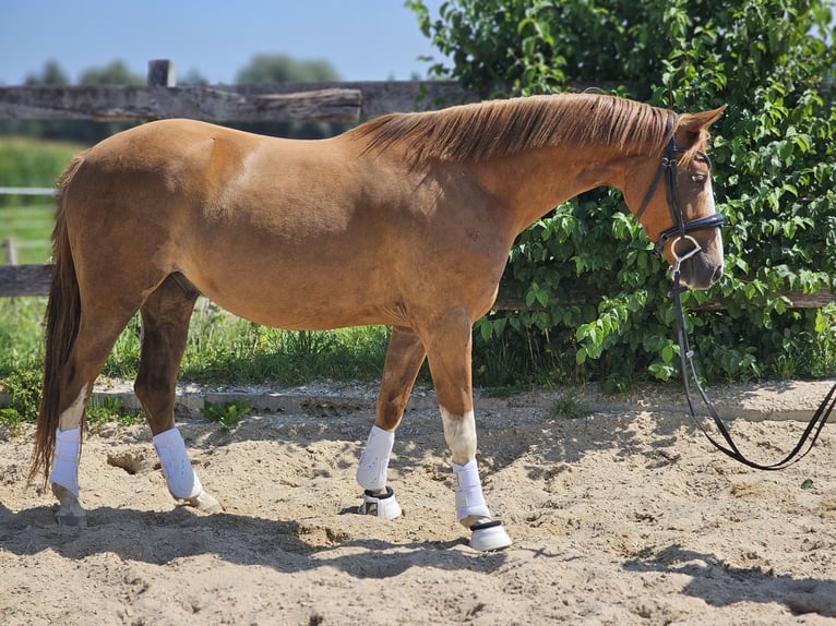 Deutsches Reitpony Wallach 3 Jahre 146 cm Fuchs in Die&#xDF;en am Ammersee