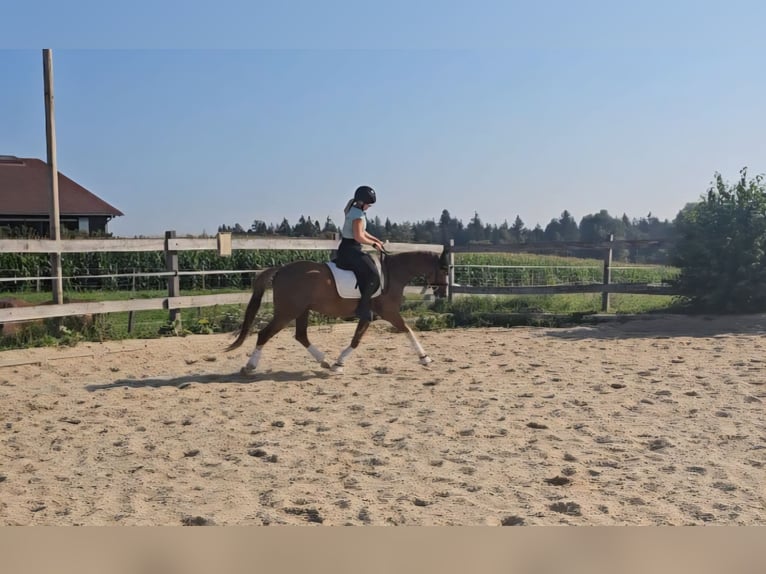 Deutsches Reitpony Wallach 3 Jahre 146 cm Fuchs in Die&#xDF;en am Ammersee